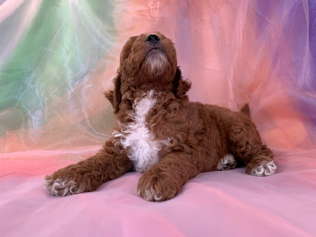 Dark Red Mini Goldendoodle Male Puppy for Sale DOB 5-23-2022, $1800